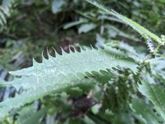 Urtica ferox