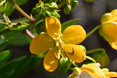 Senna chapmanii