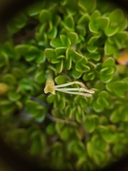 Coprosma perpusilla