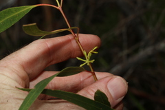 Eucalyptus kabiana