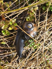 Powelliphanta spedeni