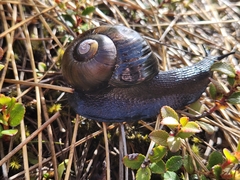 Powelliphanta spedeni