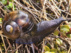 Powelliphanta spedeni