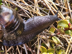 Powelliphanta spedeni
