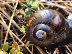Powelliphanta spedeni