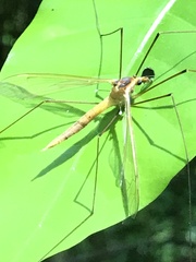 Leptotarsus albistigma
