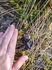 Powelliphanta spedeni