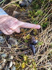 Powelliphanta spedeni