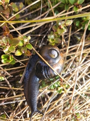 Powelliphanta spedeni