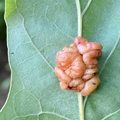 Andricus nigricens