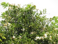 Ancylobothrys petersiana
