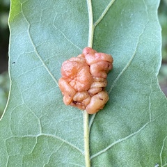 Andricus nigricens