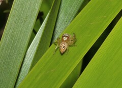 Opisthoncus quadratarius