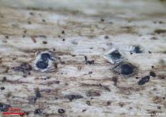Trullula