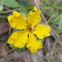 Goodenia lanata