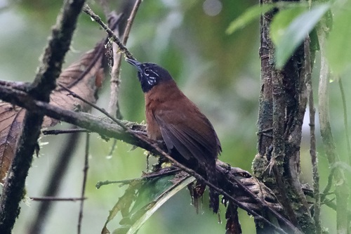 Sooty-headed Wren (Pheugopedius spadix), photo 4