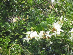 Ancylobothrys petersiana