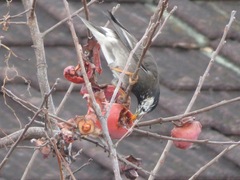 Spodiopsar cineraceus