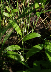 Maianthemum trifolium