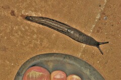 Urocyclus kirkii
