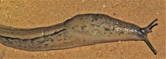 Urocyclus kirkii