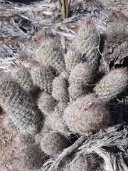 Escobaria tuberculosa