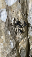Polyrhachis armata