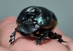 Coprophanaeus