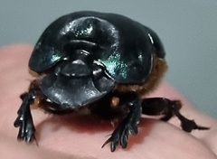 Coprophanaeus