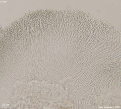 Trullula