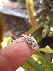 Agathinus tridens