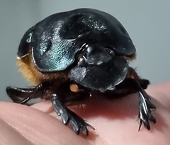 Coprophanaeus