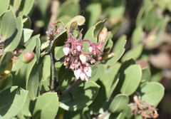 Arctostaphylos montereyensis