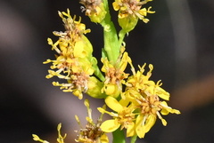 Solidago virgata