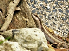 Trachylepis striata