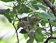 Zosterops virens virens