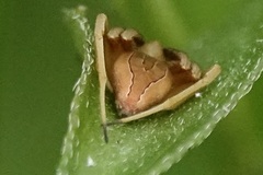 Acacesia hamata