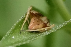 Acacesia hamata