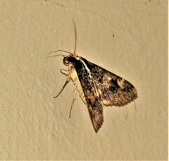 Sphingomorpha chlorea