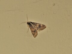 Sphingomorpha chlorea