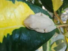 Boana platanera