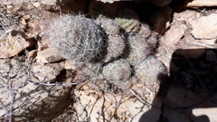 Escobaria tuberculosa