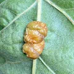 Andricus nigricens