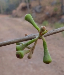 Scurrula parasitica