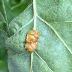 Andricus nigricens