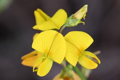 Crotalaria pumila