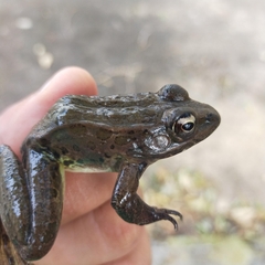 Lithobates forreri