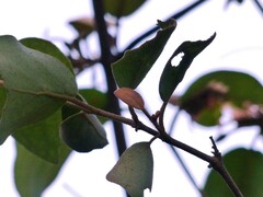 Scurrula parasitica