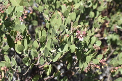Arctostaphylos montereyensis