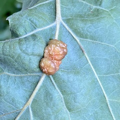 Andricus nigricens